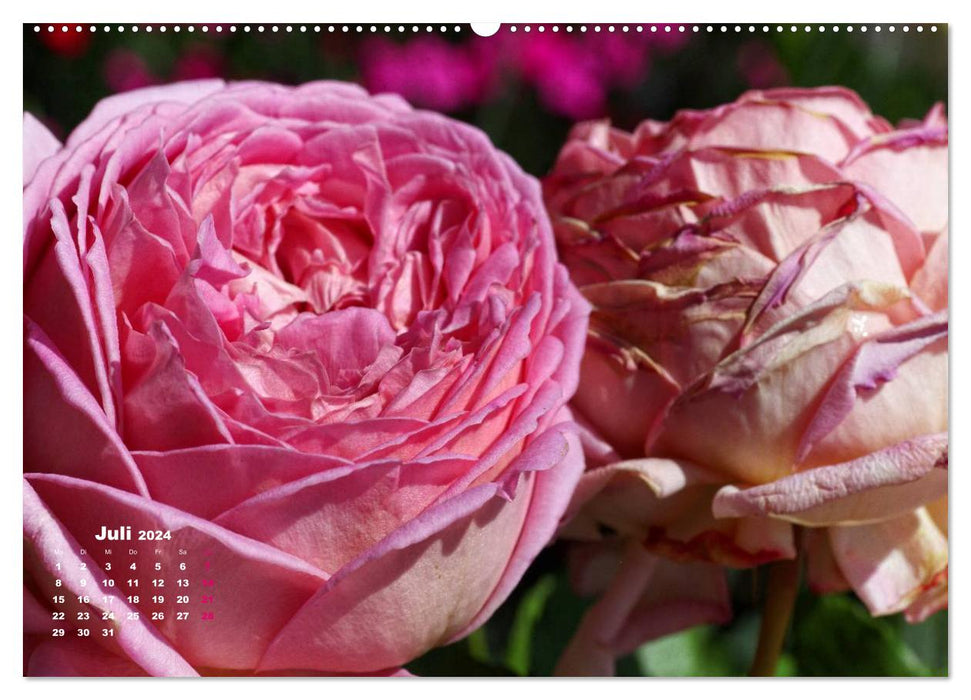 Zauberhafter Rosenreigen (CALVENDO Premium Wandkalender 2024)