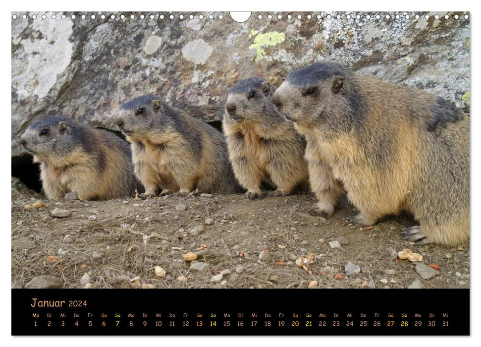 Wildlife - Verspielte Murmeltiere (CALVENDO Wandkalender 2024)