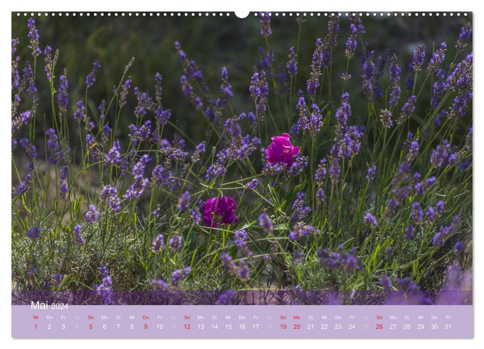 Die Farbe des Lavendels (CALVENDO Wandkalender 2024)