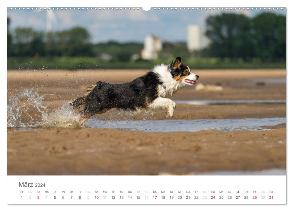 Australian Shepherd 2024 (CALVENDO Premium Wandkalender 2024)