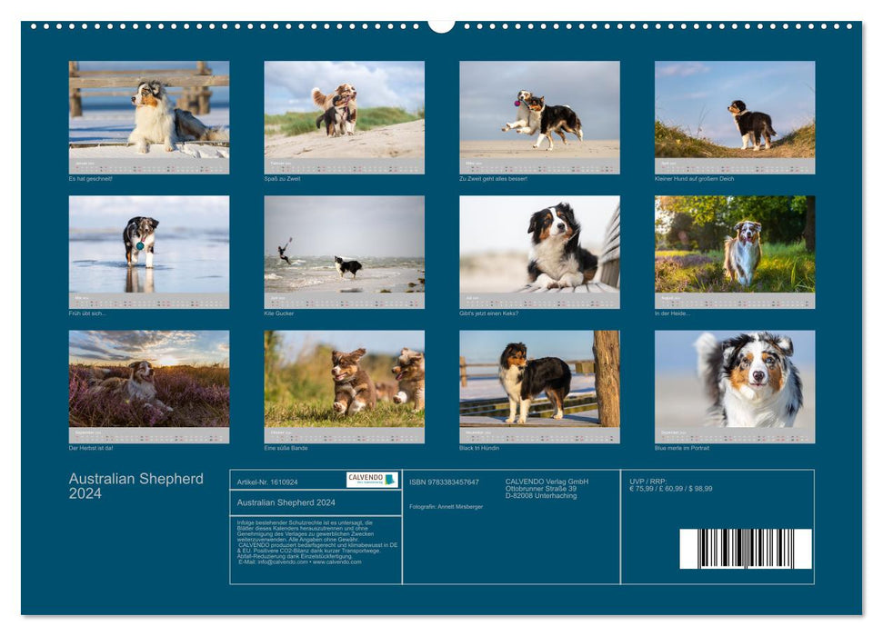 Australian Shepherd 2024 (CALVENDO Premium Wandkalender 2024)