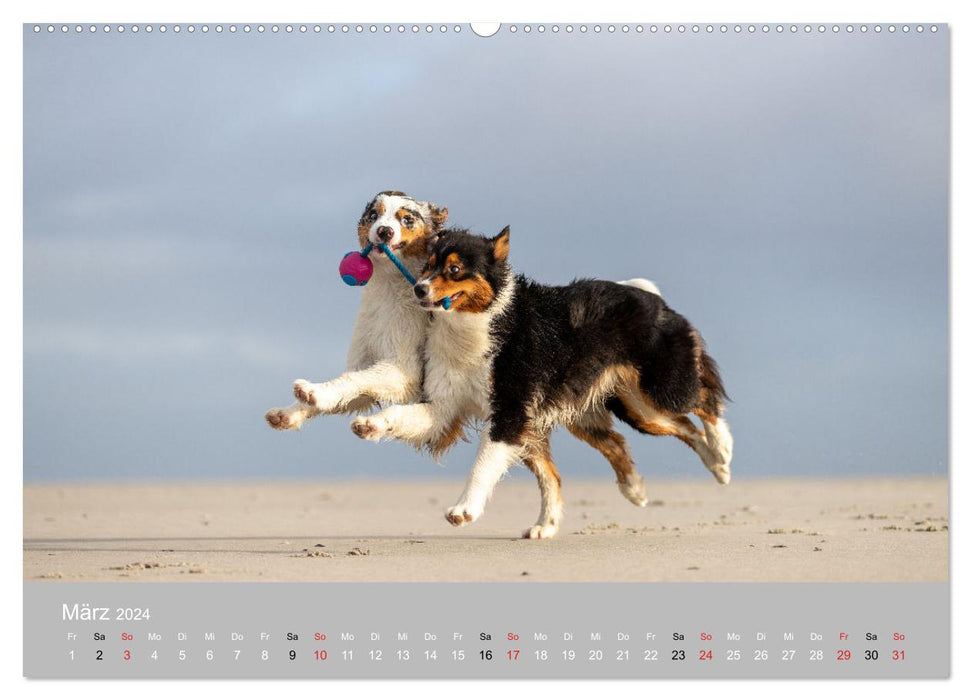 Australian Shepherd 2024 (CALVENDO Premium Wandkalender 2024)