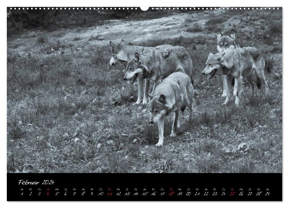 Canis lupus (CALVENDO Premium Wandkalender 2024)