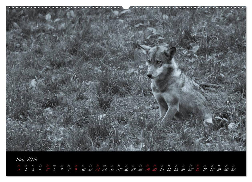 Canis lupus (CALVENDO Premium Wandkalender 2024)