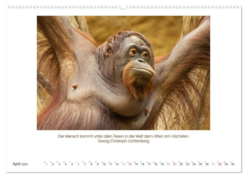 Der Tierkalender mit Zitaten, Weisheiten und Sprüchen (CALVENDO Premium Wandkalender 2024)