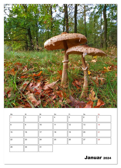 Champignons forestiers locaux (calendrier mural CALVENDO 2024) 