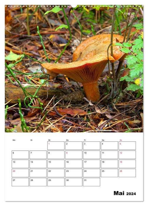 Champignons forestiers locaux (calendrier mural CALVENDO 2024) 