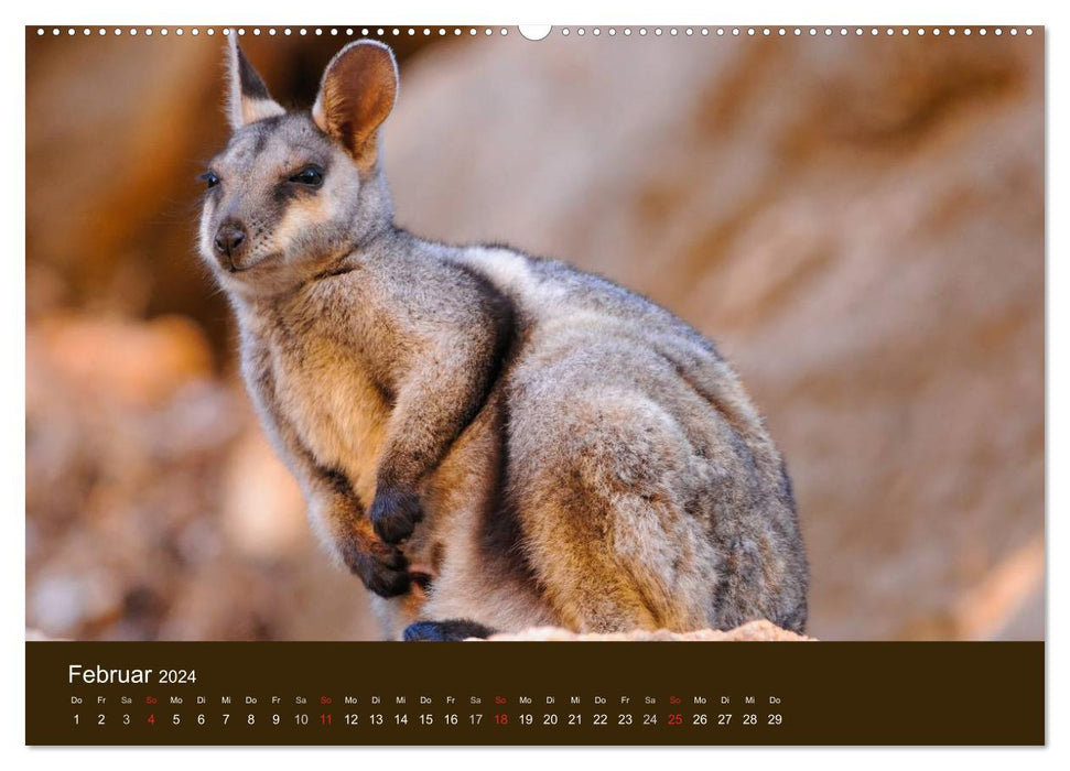 Beuteltiere Australiens (CALVENDO Premium Wandkalender 2024)