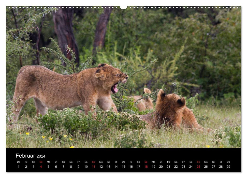 Namibia - Etosha National Park (CALVENDO Premium Wandkalender 2024)