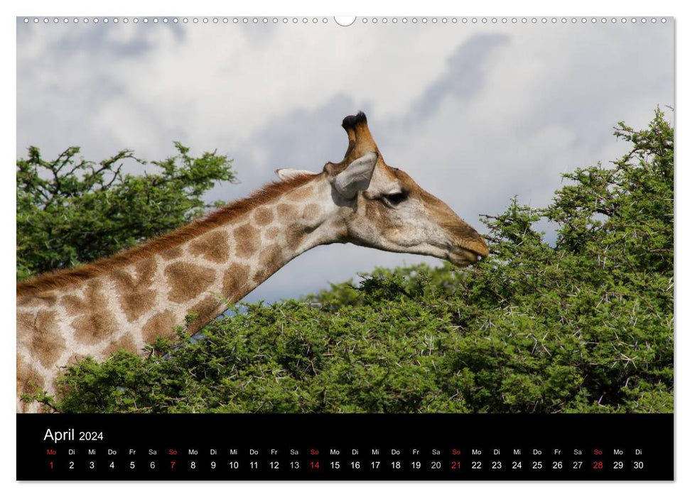 Namibia - Etosha National Park (CALVENDO Premium Wandkalender 2024)