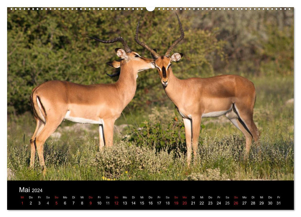 Namibia - Etosha National Park (CALVENDO Premium Wandkalender 2024)