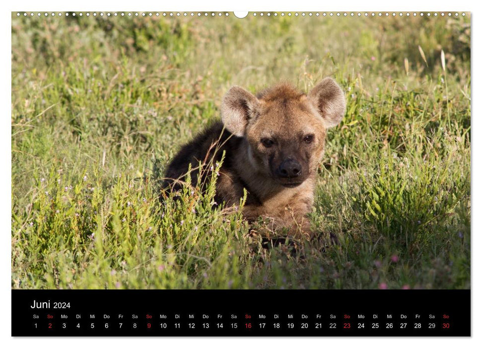 Namibia - Etosha National Park (CALVENDO Premium Wandkalender 2024)