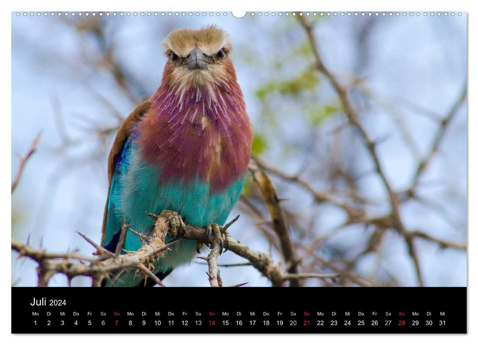 Namibia - Etosha National Park (CALVENDO Premium Wandkalender 2024)