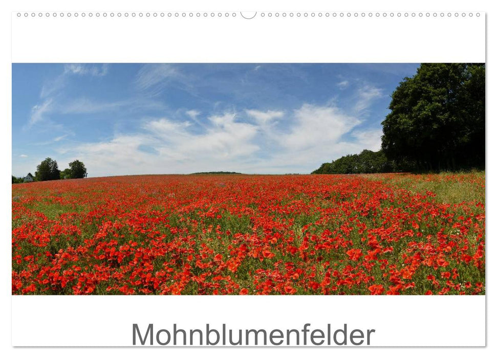 Mohnblumenfelder (CALVENDO Wandkalender 2024)
