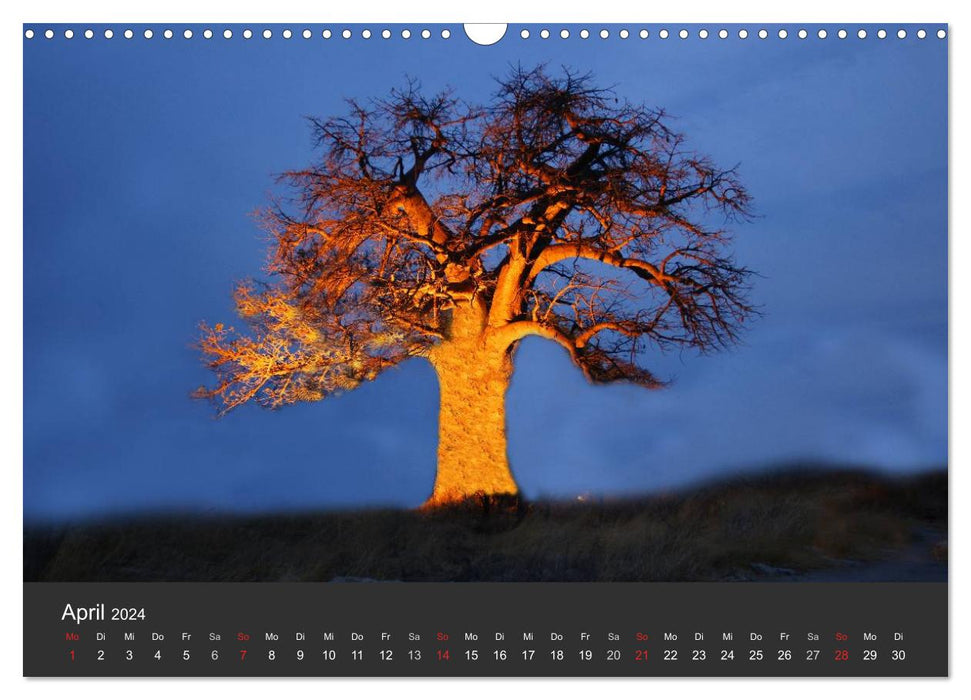 Alte Bäume Alte Veteranen (CALVENDO Wandkalender 2024)