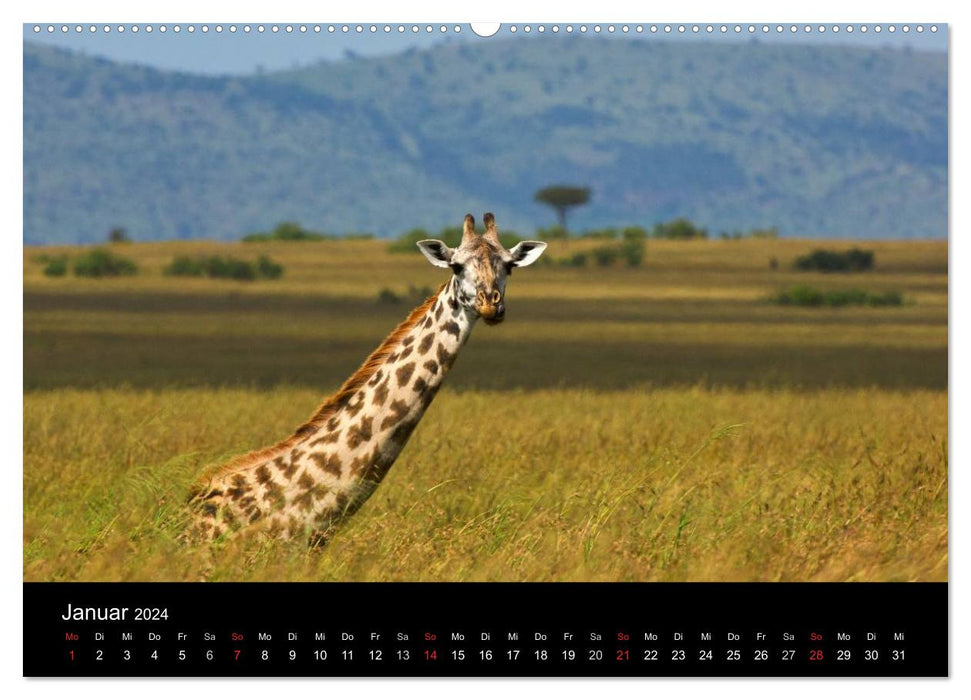 GIRAFFEN - Liebliche Riesen der afrikanischen Savanne (CALVENDO Premium Wandkalender 2024)