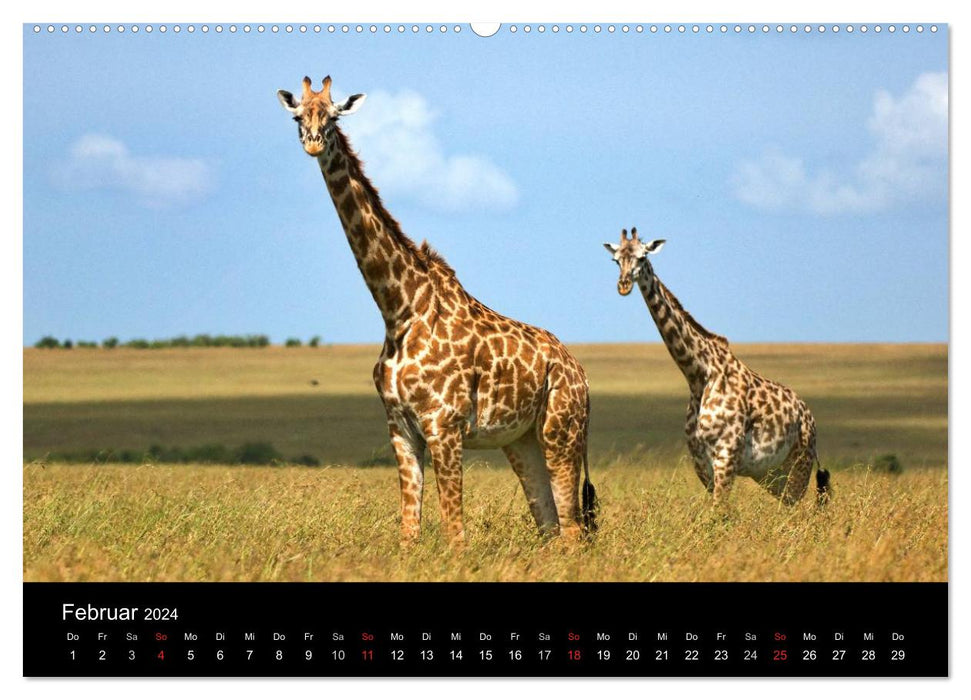 GIRAFFEN - Liebliche Riesen der afrikanischen Savanne (CALVENDO Premium Wandkalender 2024)