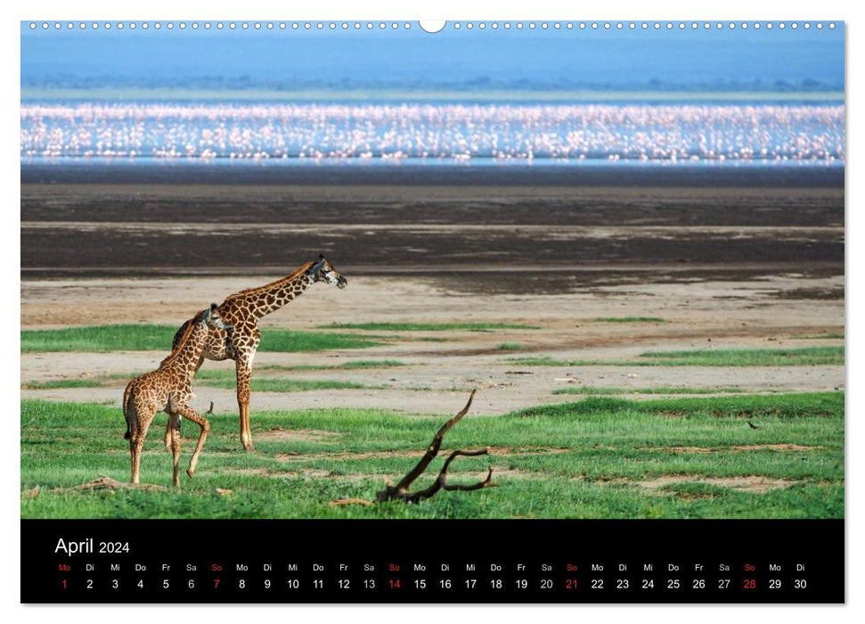 GIRAFFEN - Liebliche Riesen der afrikanischen Savanne (CALVENDO Premium Wandkalender 2024)