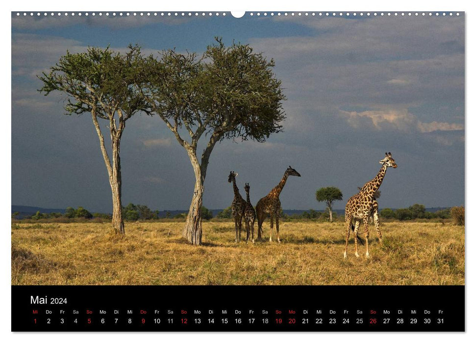 GIRAFFEN - Liebliche Riesen der afrikanischen Savanne (CALVENDO Premium Wandkalender 2024)