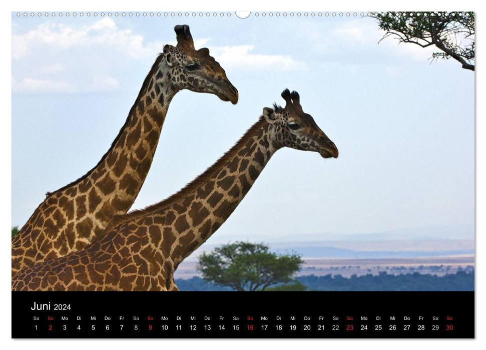 GIRAFFEN - Liebliche Riesen der afrikanischen Savanne (CALVENDO Premium Wandkalender 2024)