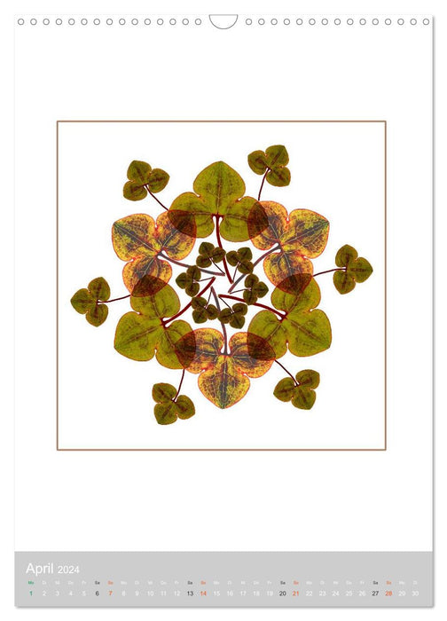 Pflanzen - Mandalas aus Blüten und Blättern (CALVENDO Wandkalender 2024)
