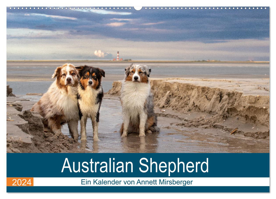 Australian Shepherd 2024 (CALVENDO Wandkalender 2024)