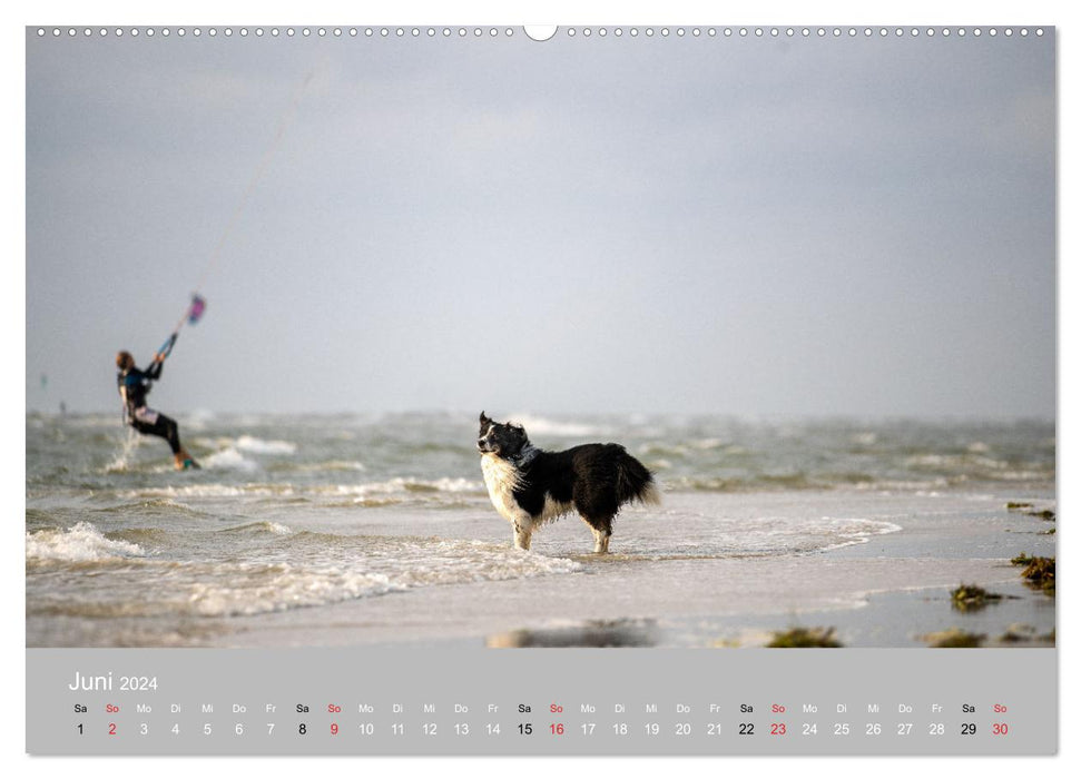 Australian Shepherd 2024 (CALVENDO Wandkalender 2024)