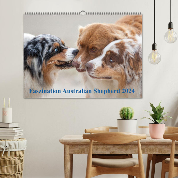 Australian Shepherd 2024 (CALVENDO wall calendar 2024) 