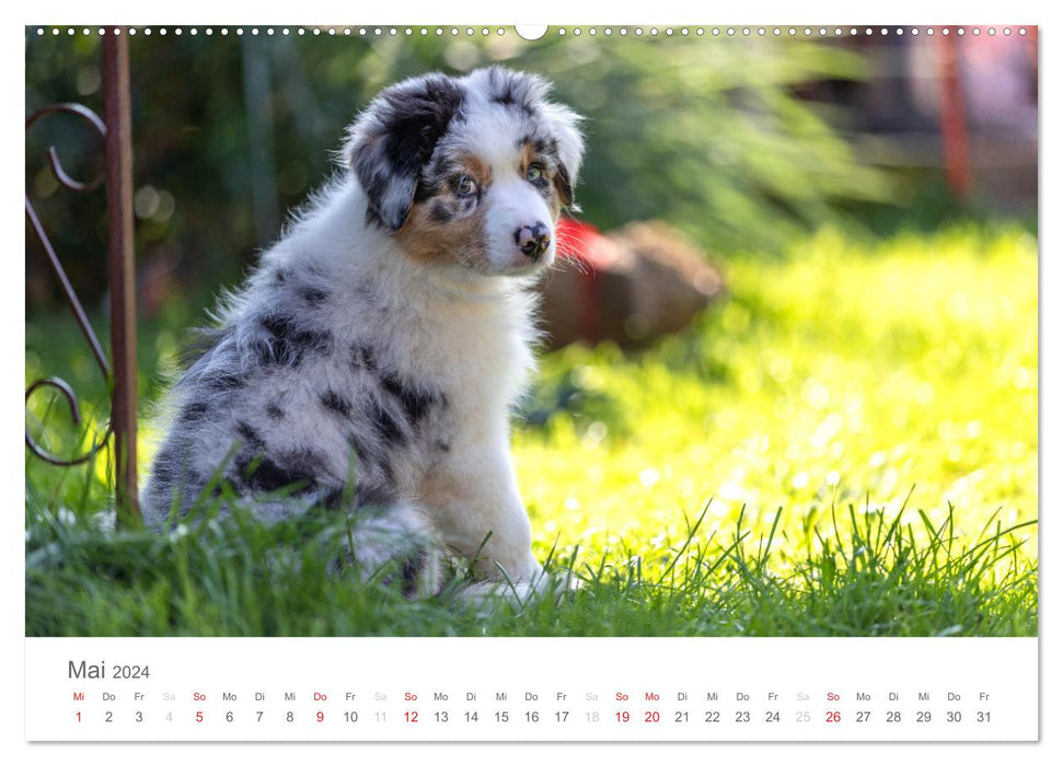 Australian Shepherd 2024 (CALVENDO wall calendar 2024) 
