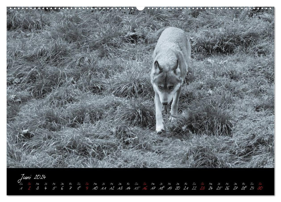 Canis lupus (CALVENDO Wandkalender 2024)