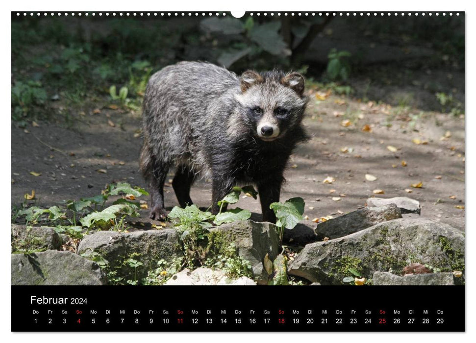 Marderhunde (CALVENDO Premium Wandkalender 2024)