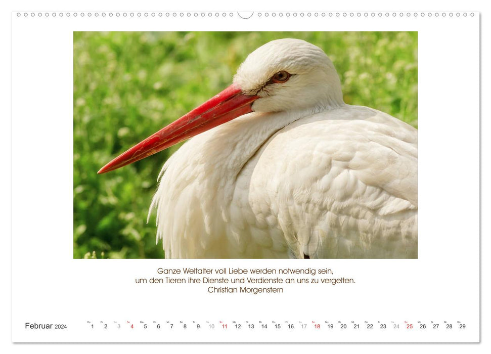 The animal calendar with quotes, wisdom and sayings (CALVENDO wall calendar 2024) 