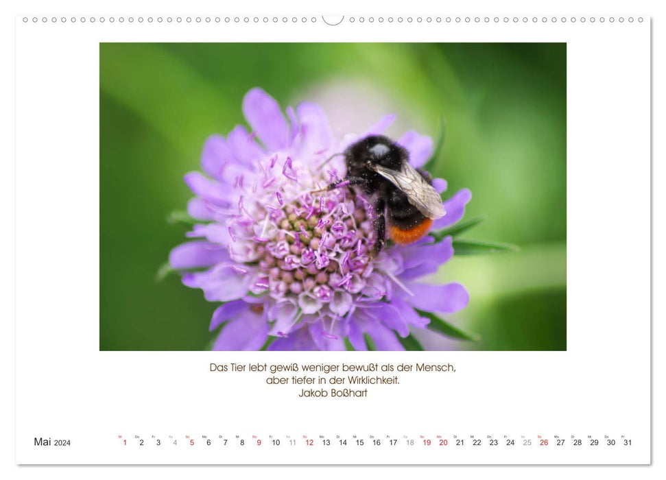 The animal calendar with quotes, wisdom and sayings (CALVENDO wall calendar 2024) 