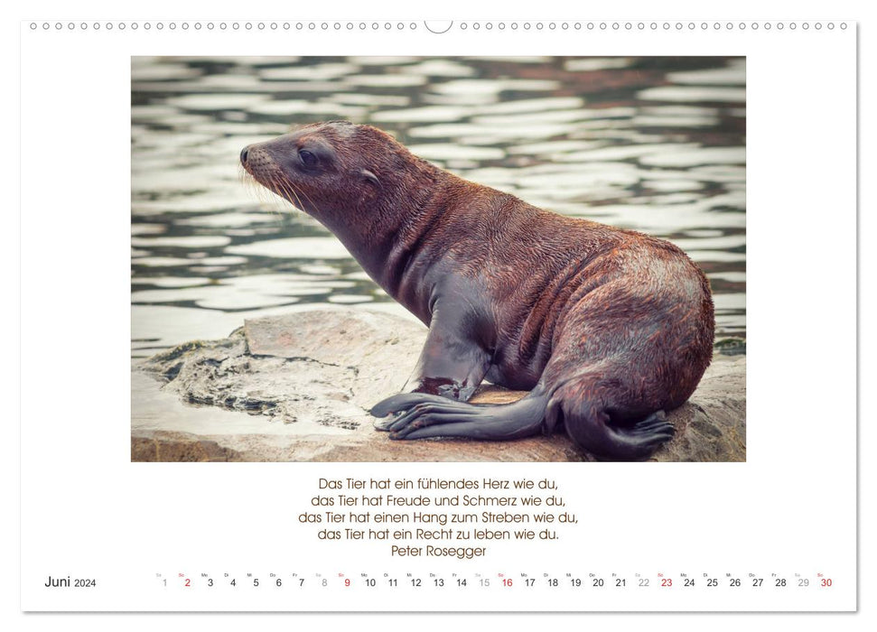 The animal calendar with quotes, wisdom and sayings (CALVENDO wall calendar 2024) 