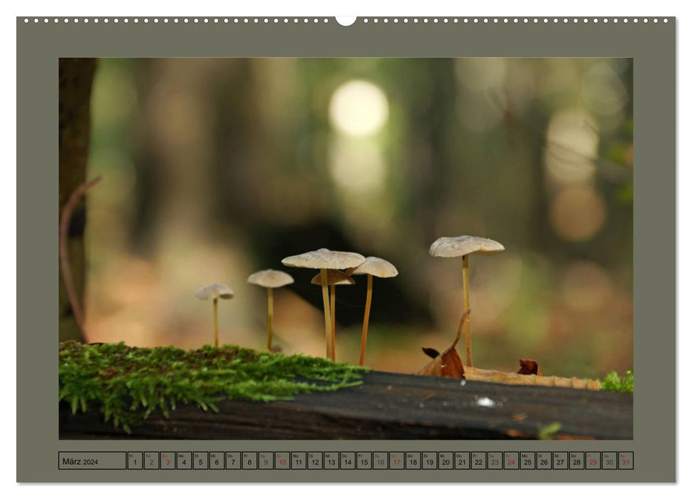 Le champignon dans la forêt des contes de fées (Calendrier mural CALVENDO Premium 2024) 