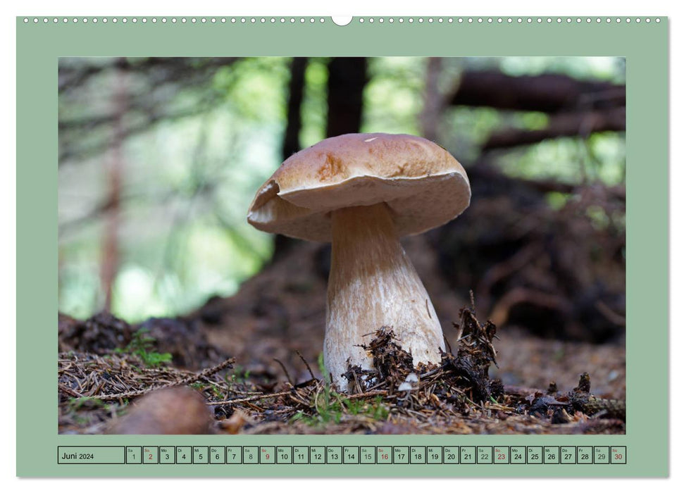 Le champignon dans la forêt des contes de fées (Calendrier mural CALVENDO Premium 2024) 