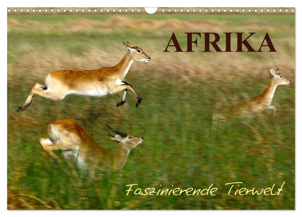 Afrika - Faszinierende Tierwelt (CALVENDO Wandkalender 2024)