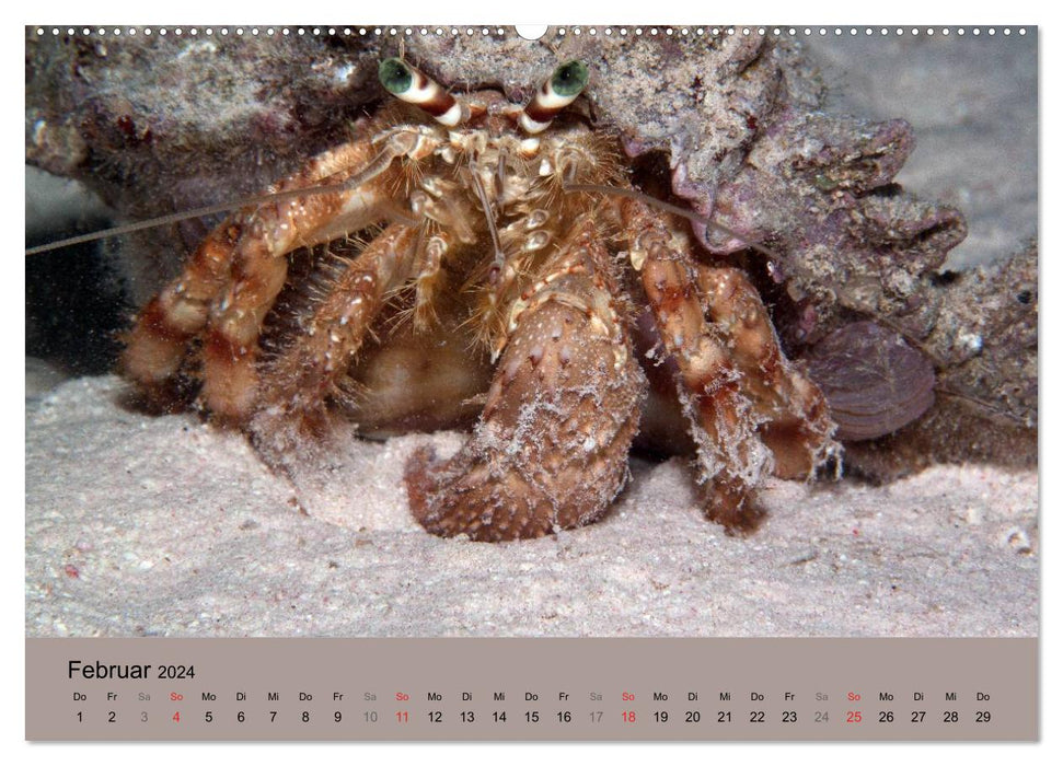 Créatures marines sous la loupe - calendrier sous-marin (CALVENDO Premium Wall Calendar 2024) 