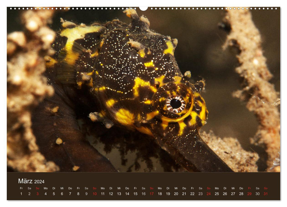 Meerestiere unter der Lupe - Unterwasserkalender (CALVENDO Premium Wandkalender 2024)