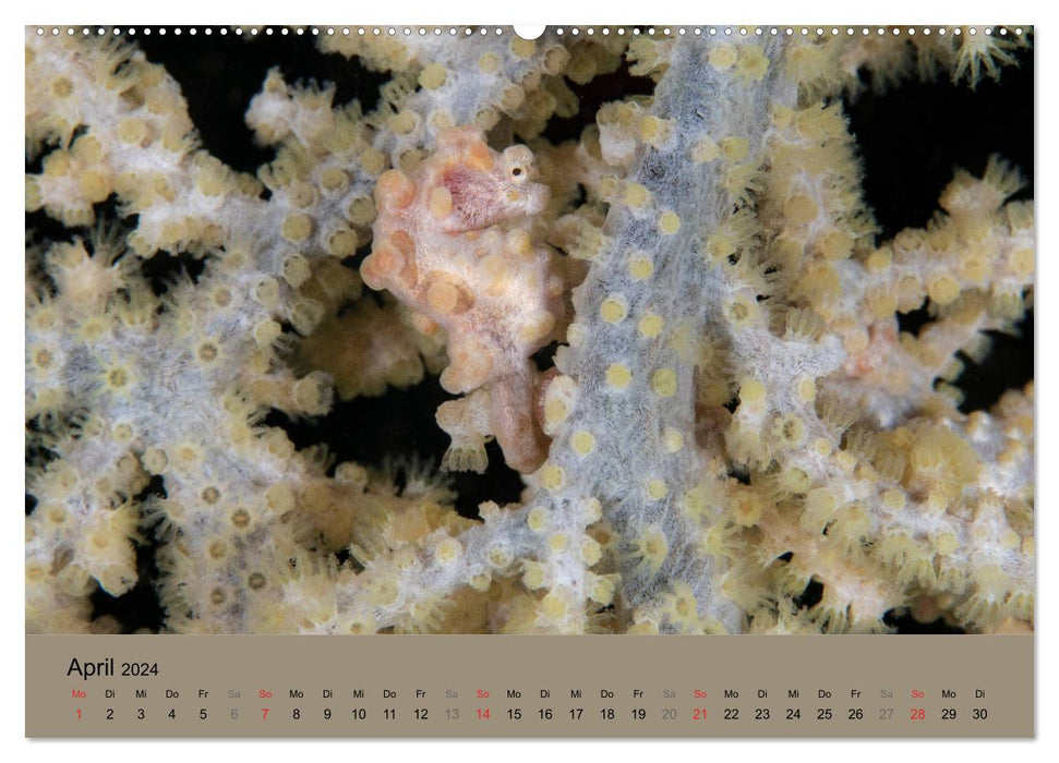 Créatures marines sous la loupe - calendrier sous-marin (CALVENDO Premium Wall Calendar 2024) 