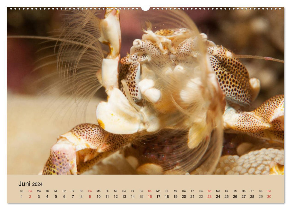 Créatures marines sous la loupe - calendrier sous-marin (CALVENDO Premium Wall Calendar 2024) 