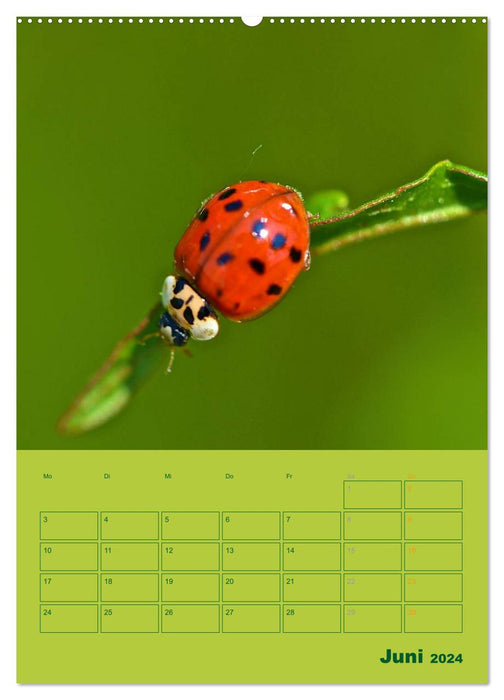 Forest and meadow calendar 2024 planner (CALVENDO wall calendar 2024) 