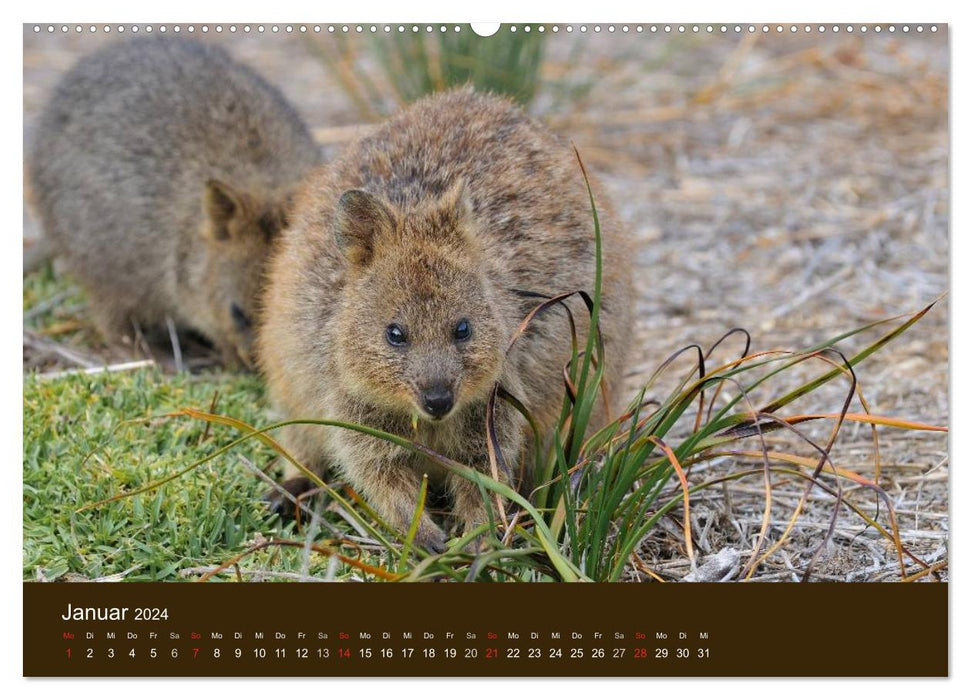 Marsupials of Australia (CALVENDO wall calendar 2024) 