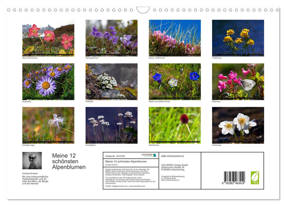 Meine 12 schönsten Alpenblumen (CALVENDO Wandkalender 2024)