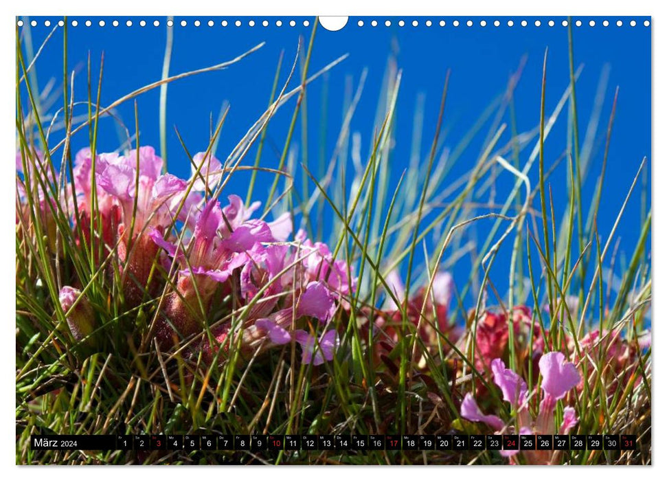 Mes 12 plus belles fleurs alpines (Calendrier mural CALVENDO 2024) 