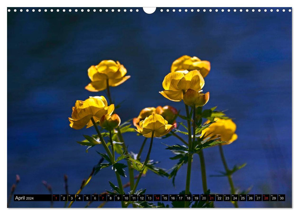 Meine 12 schönsten Alpenblumen (CALVENDO Wandkalender 2024)