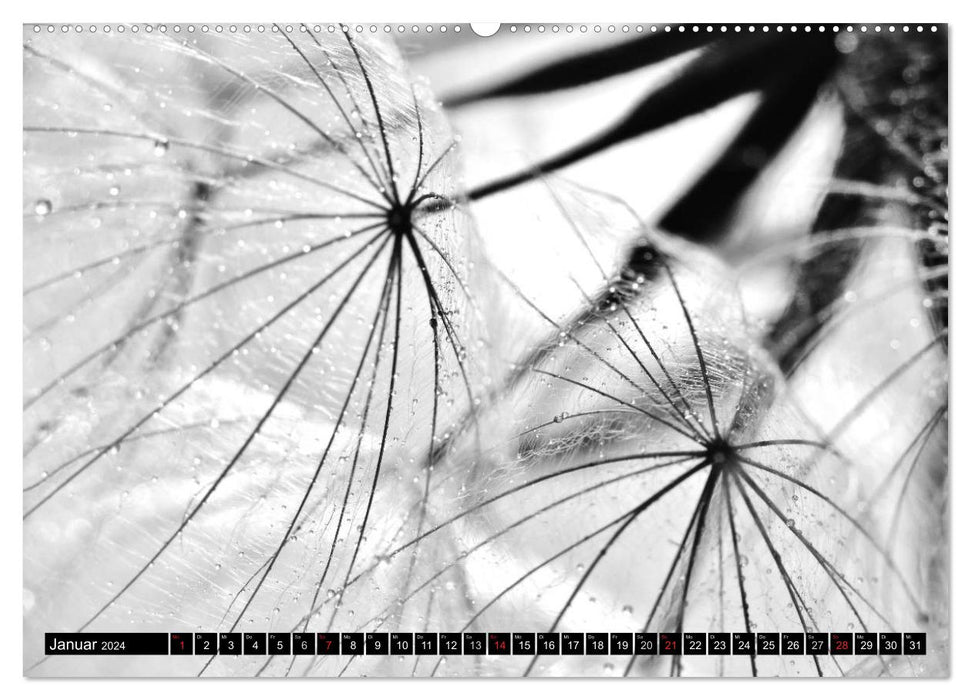 Dandelion - impressions in black and white (CALVENDO wall calendar 2024) 