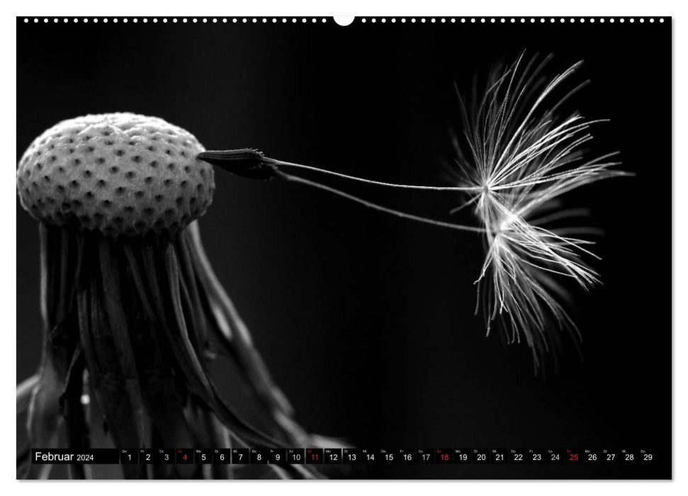 Dandelion - impressions in black and white (CALVENDO wall calendar 2024) 