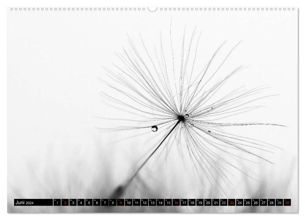 Dandelion - impressions in black and white (CALVENDO wall calendar 2024) 