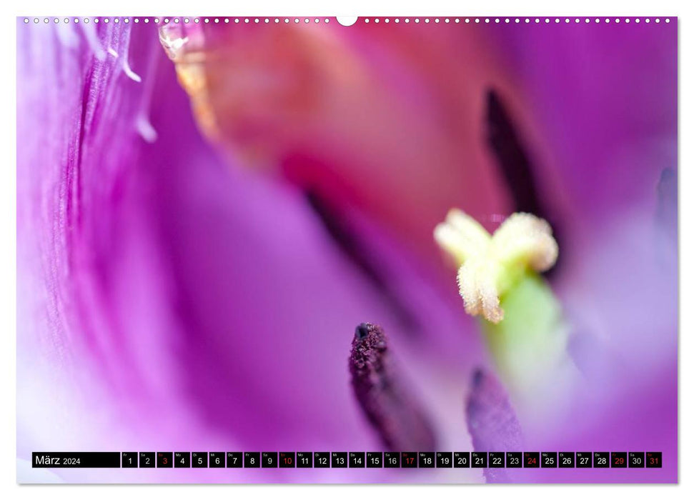 BLUMEN Prachtvoller Blütenzauber (CALVENDO Premium Wandkalender 2024)